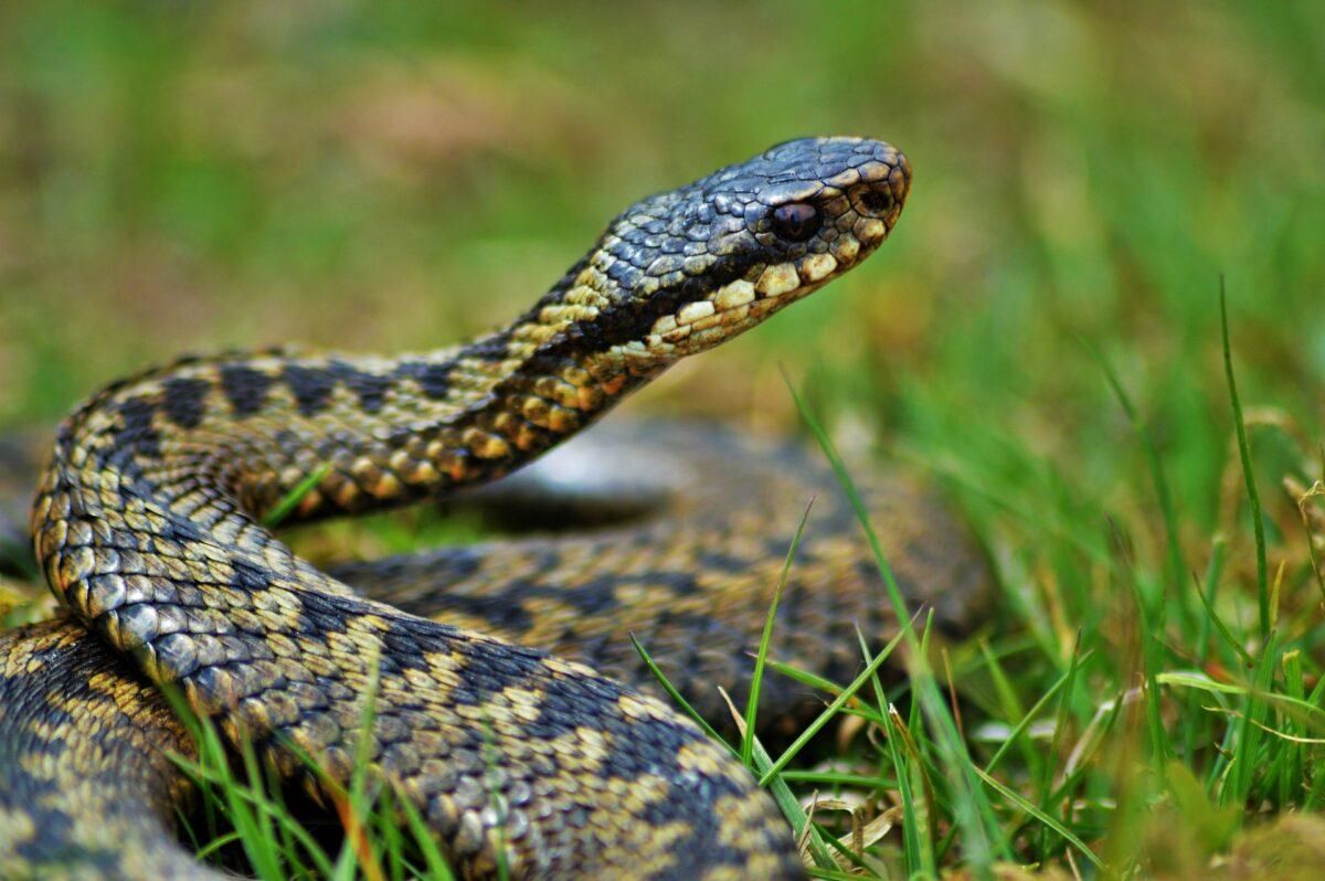 Hoy es el Día Mundial de las Serpiente: ¿Qué hacer si nos encontramos con una? Hoy es el Día Mundial de las Serpiente: ¿Qué hacer si nos encontramos con una?