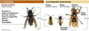 La vespa asiàtica colonitza el nord d'Espanya