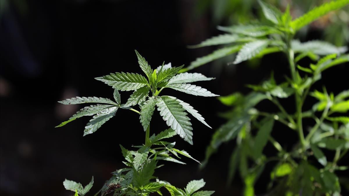Un ejemplar de planta de marihuana. Un ejemplar de planta de marihuana.