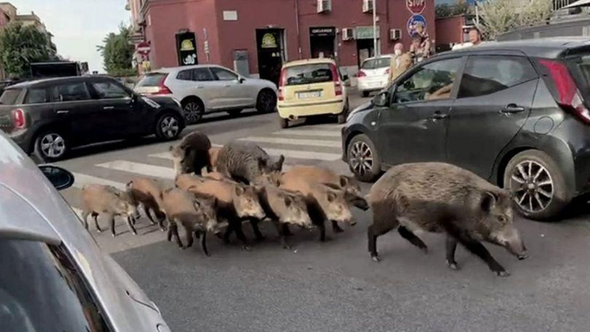 Jabalíes en la ciudad de Roma Jabalíes en la ciudad de Roma