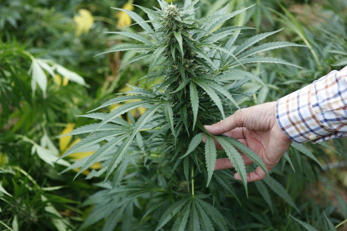 Imagen de archivo de una planta de marihuana Imagen de archivo de una planta de marihuana