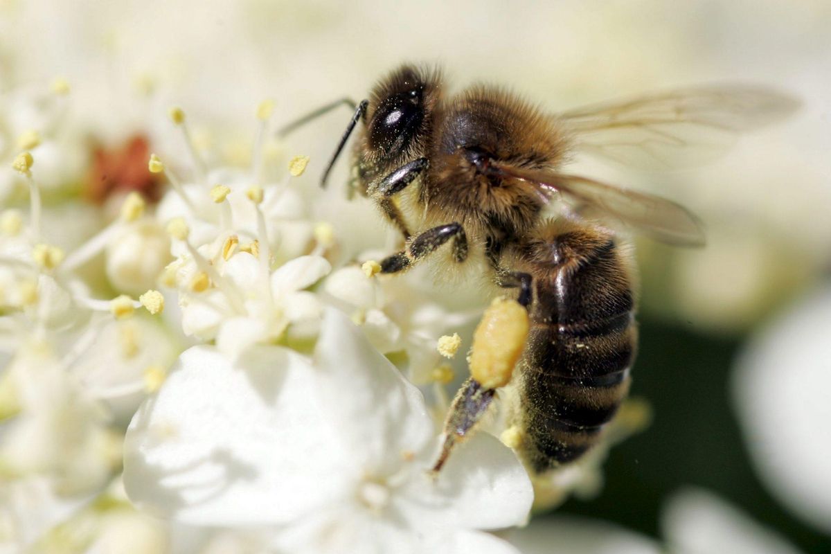 Una abeja polinizadora recolecta polen. Una abeja polinizadora recolecta polen.