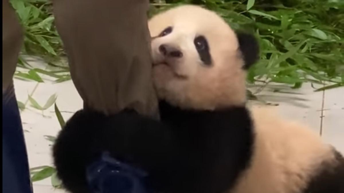 Fu Bao, el panda bebé.