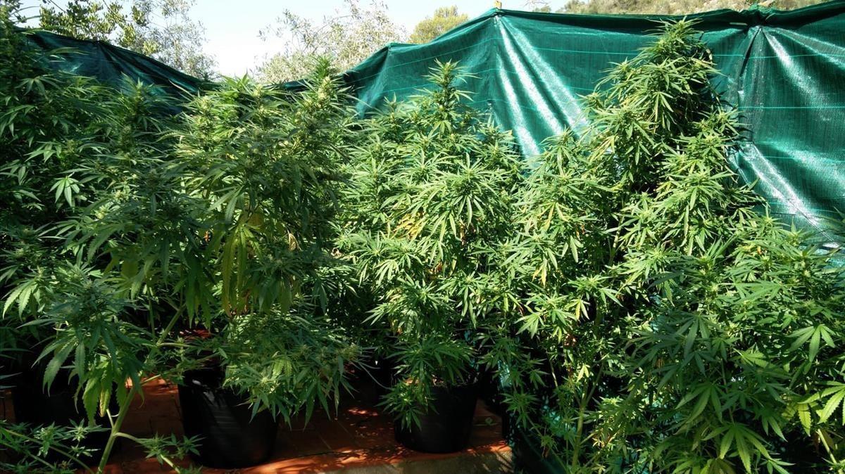 Desmantelada Una Organización De Cultivo De Marihuana A Gran Escala