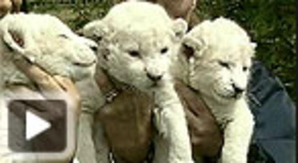 Seis leones albinos nacen en cautividad en un zoológico de Alemania