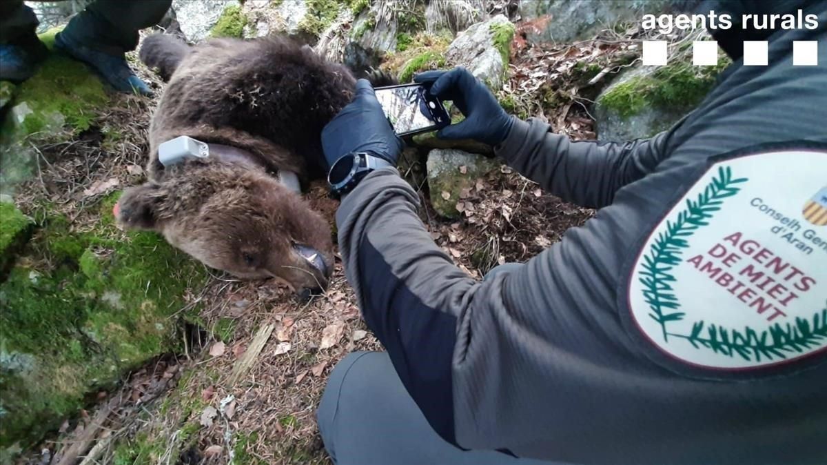 Uno de los agentes rurales que han encontrado muerto al oso Cachou saca fotos con el cadáver del animal, el pasado día 10. Uno de los agentes rurales que han encontrado muerto al oso Cachou saca fotos con el cadáver del animal, el pasado día 10.