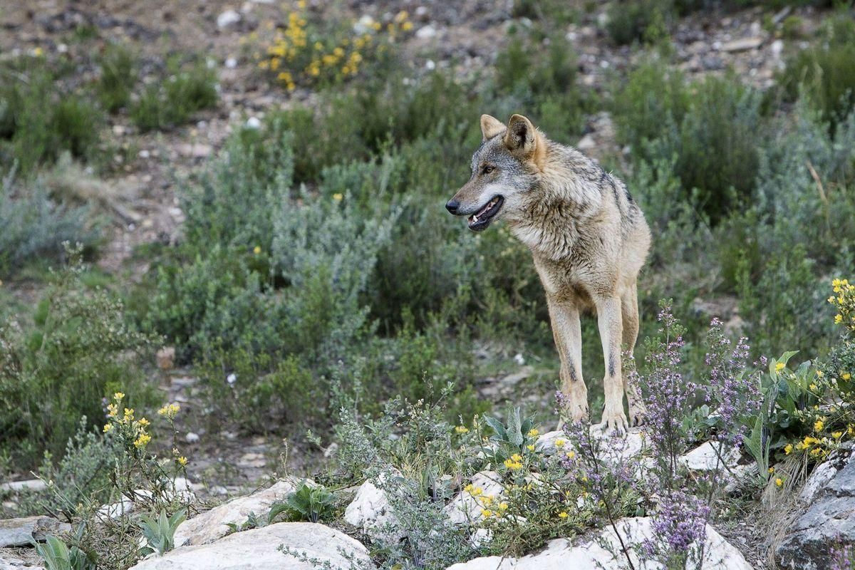 La caza del lobo al norte del Duero, a debate en el Tribunal Constitucional La caza del lobo al norte del Duero, a debate en el Tribunal Constitucional