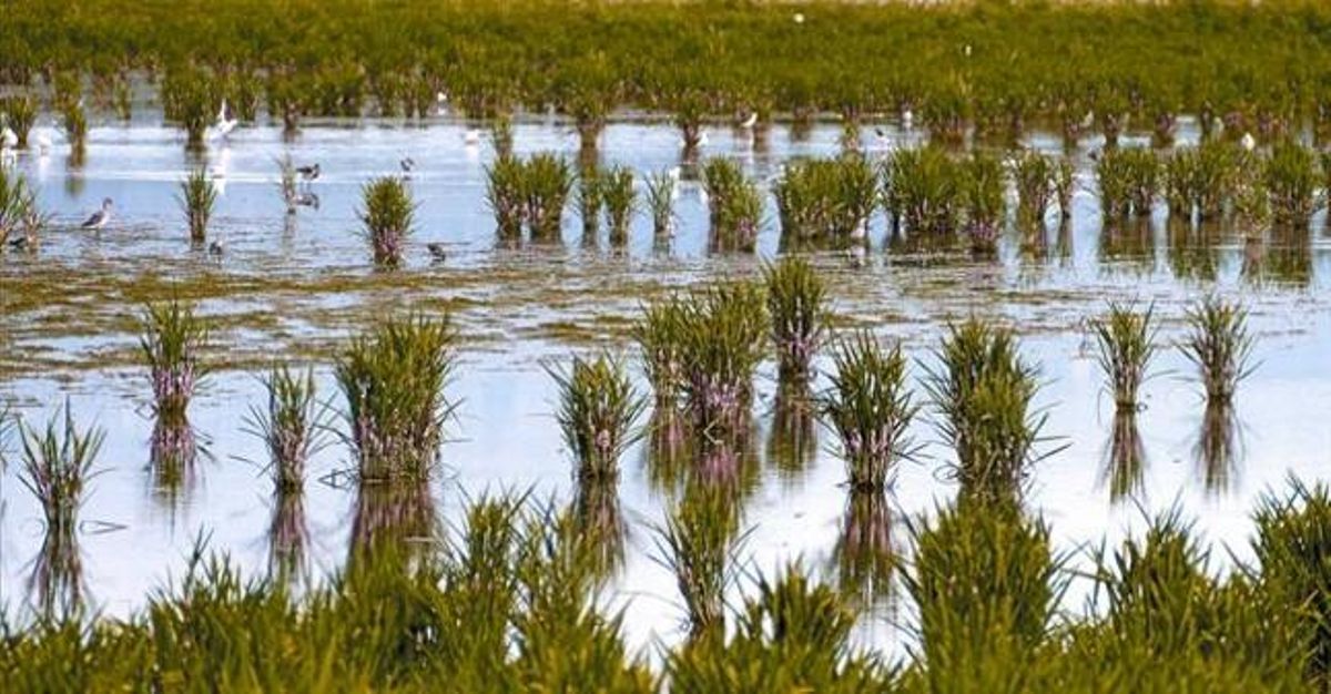 Abundants postes d’ous de cargol poma en un arrossar afectat per la plaga a Camarles (Baix Ebre), la setmana passada. Abundants postes d’ous de cargol poma en un arrossar afectat per la plaga a Camarles (Baix Ebre), la setmana passada.
