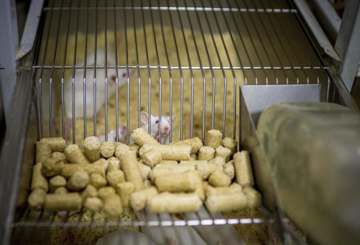 Esta tecnología podría permitir reducir la experimentación animal en los laboratorios.