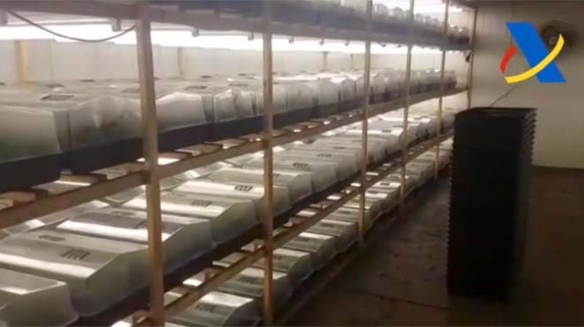La Agencia Tributaria ha detenido a doce personas que ocultaban 135.400 plantas de marihuana.