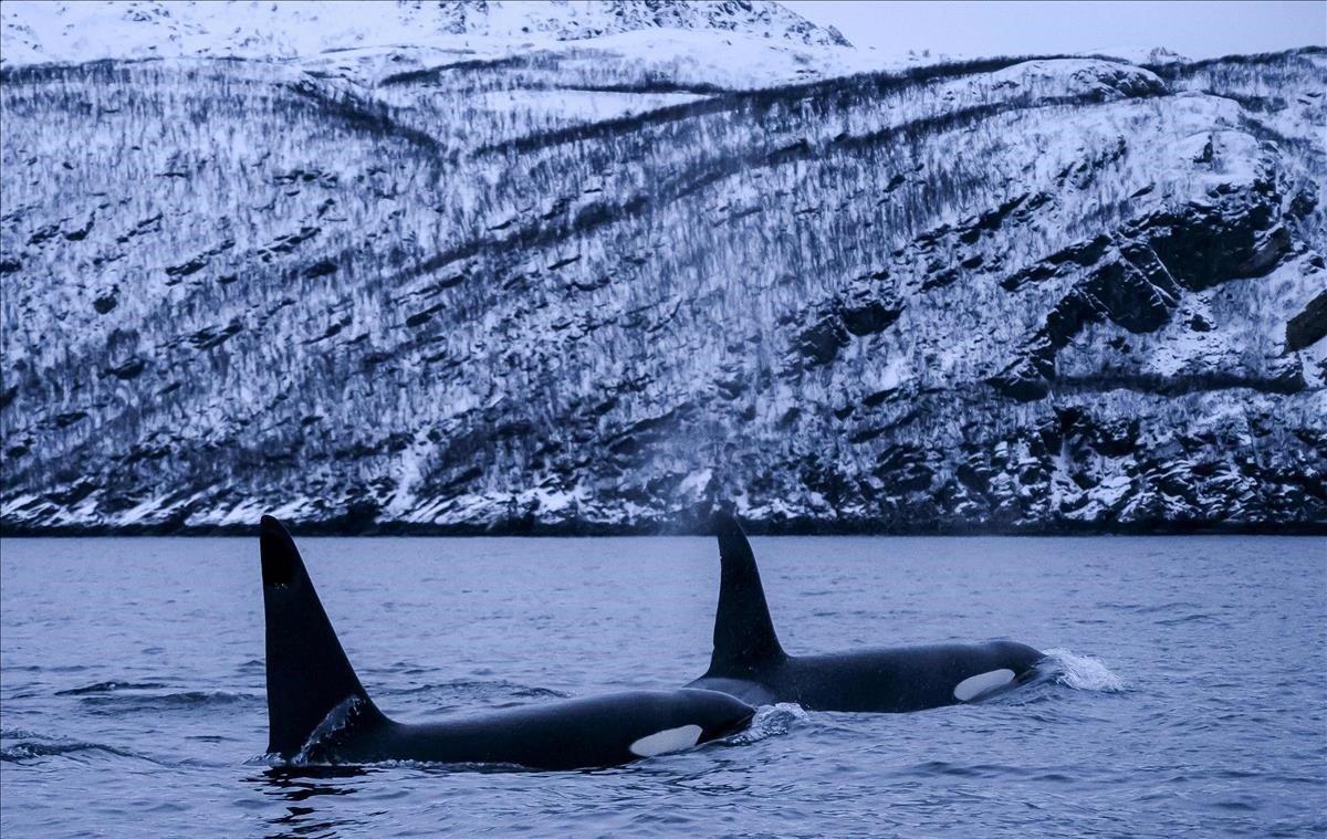 Orcas macho persiguen arenques, el 15 de enero del 2019 en la región del fiordo de Reisafjorden cerca de la ciudad noruega de Tromso, en el Círculo Polar Ártico.