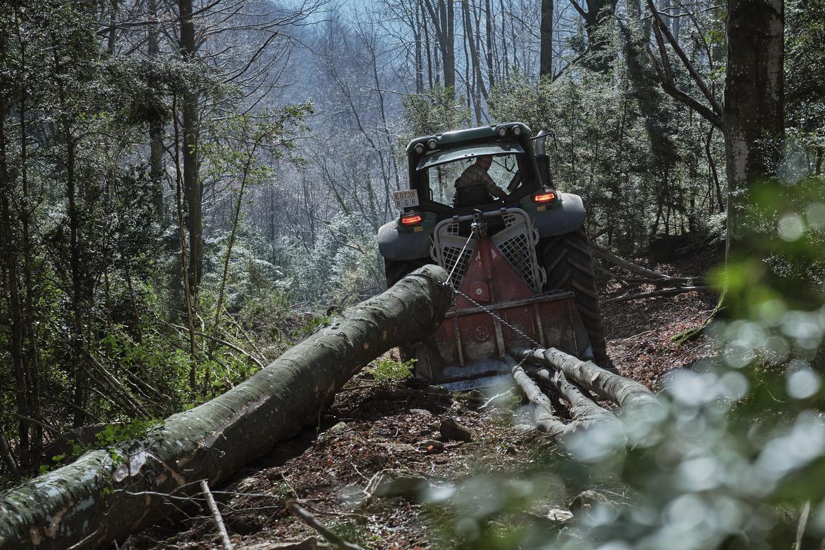 El 70% de los bosques catalanes llevan más de 40 años abandonados
