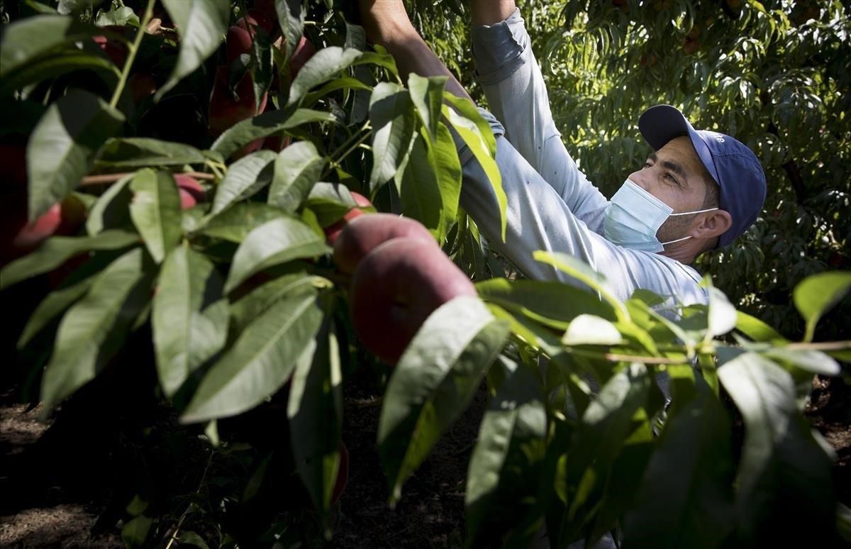 Un jornalero trabaja en una de las fincas de paraguayos deAitona (Segrià). Un jornalero trabaja en una de las fincas de paraguayos deAitona (Segrià).