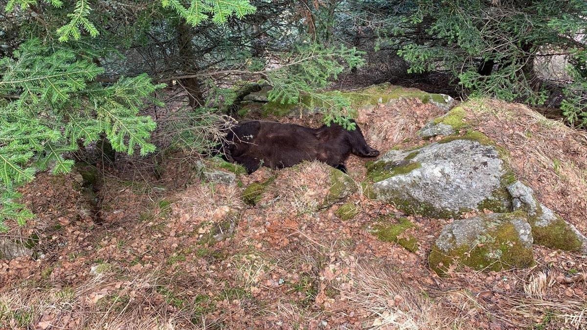 Plano del lugar donde se ha encontrado muerto al oso Cachou, en la zona de Soberpera, en el municipio de Les, en el Pirineo leridano.