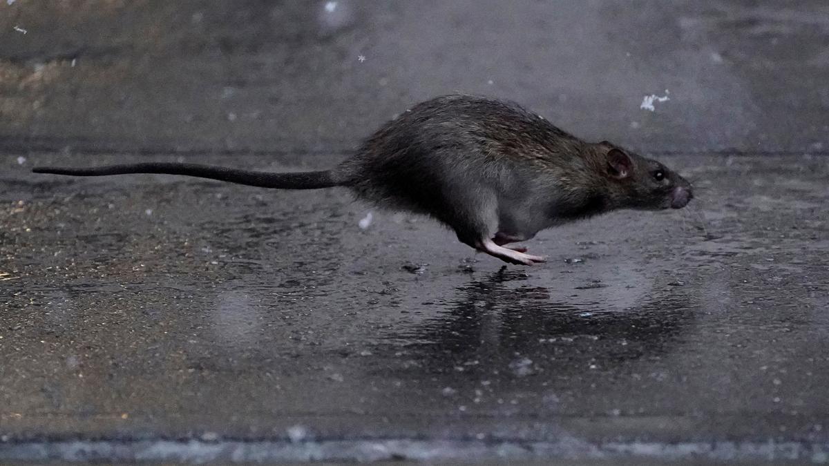 Nueva York, en busca del mejor matarratas: plaga de roedores en la ciudad.