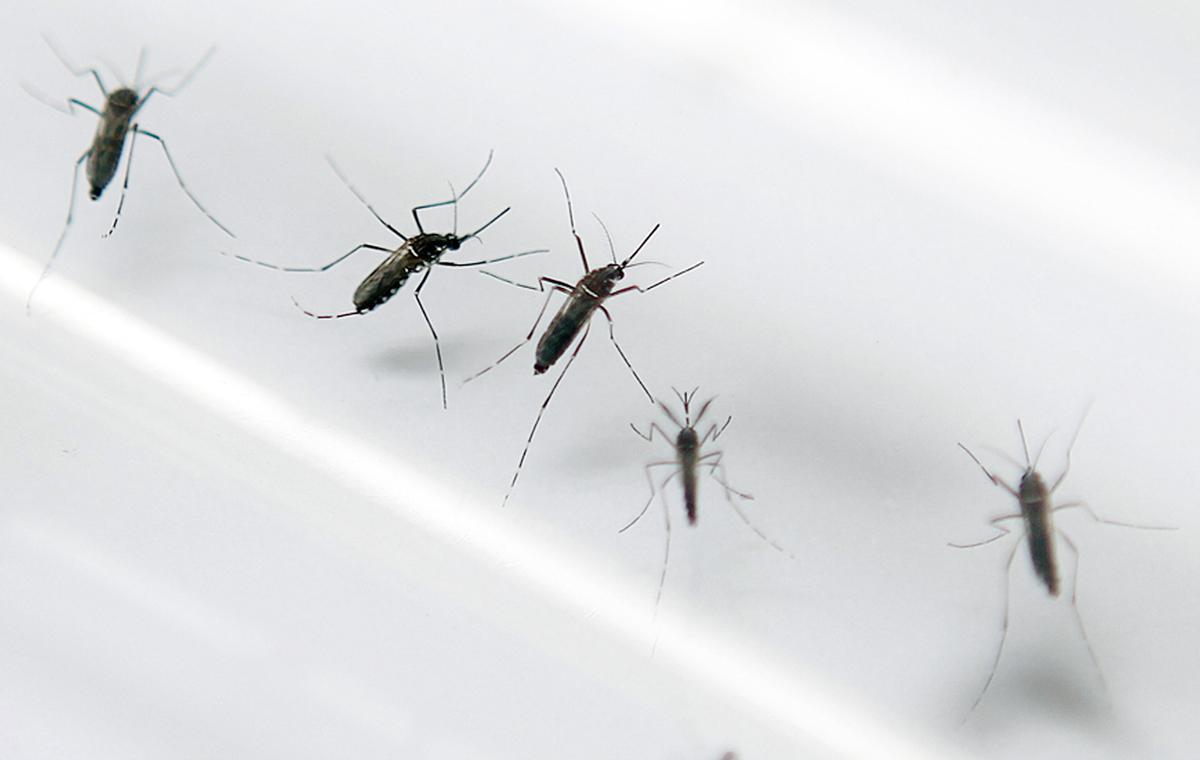 Una empresa reclzada per Bill Gates allibera milions de mosquits modificats genèticament