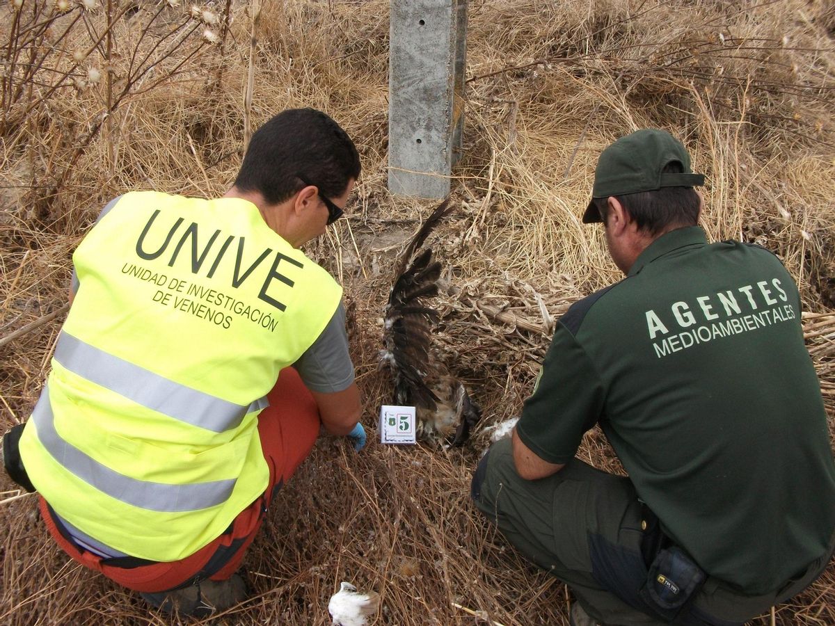 El veneno podría haber matado a 200.000 animales en España en los últimos 25 años El veneno podría haber matado a 200.000 animales en España en los últimos 25 años