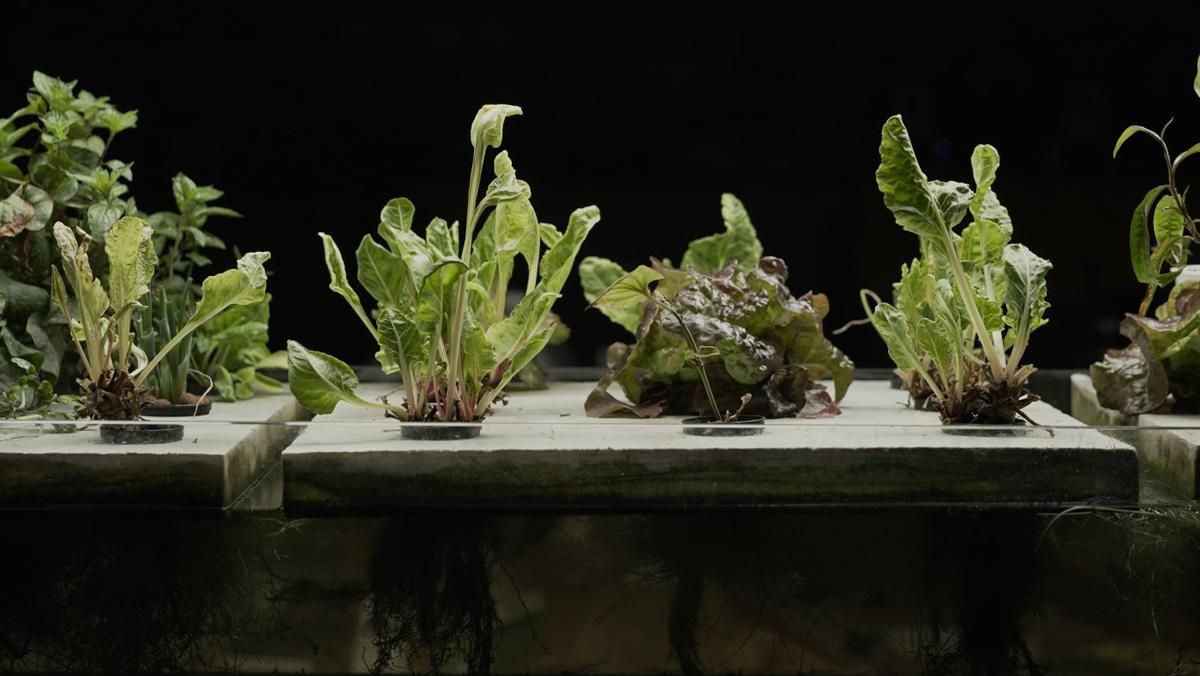 El futur passa per cultivar a casa els nostres propis aliments El futur passa per cultivar a casa els nostres propis aliments