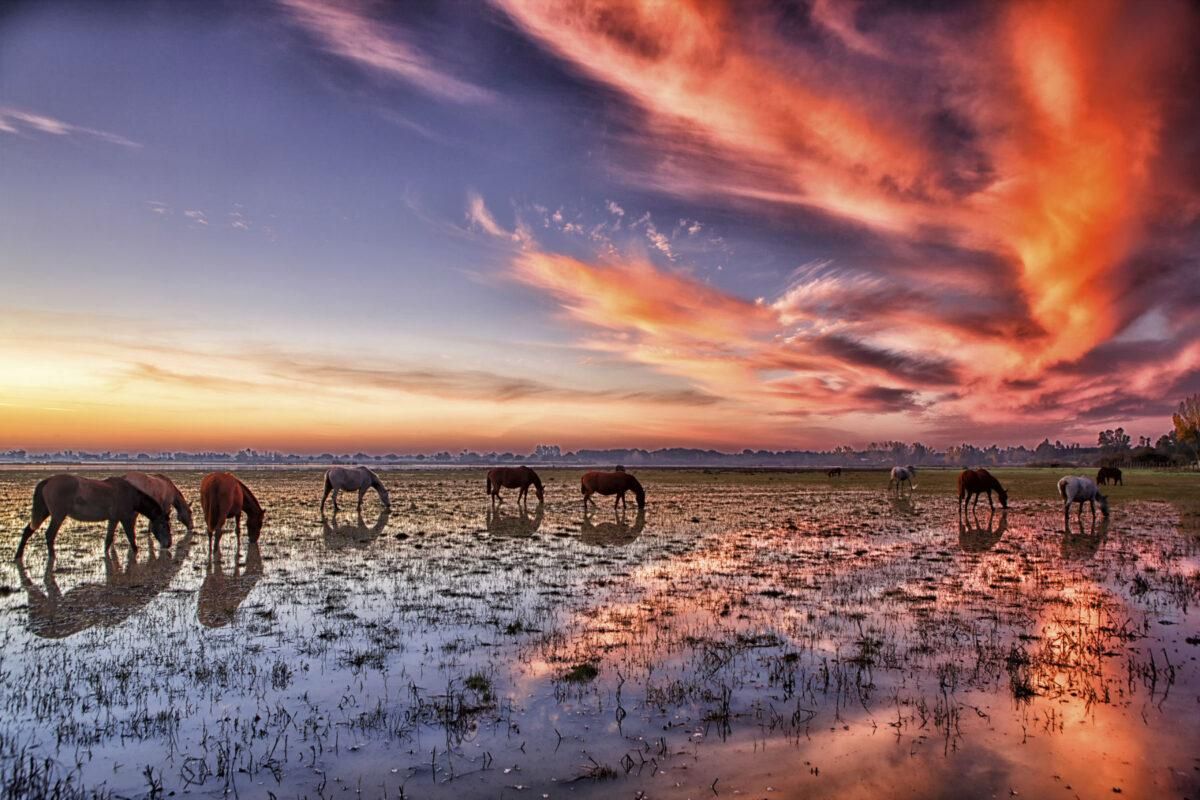 Doñana, en peligro: la Unesco exige un cambio radical en la gestión del humedal Doñana, en peligro: la Unesco exige un cambio radical en la gestión del humedal