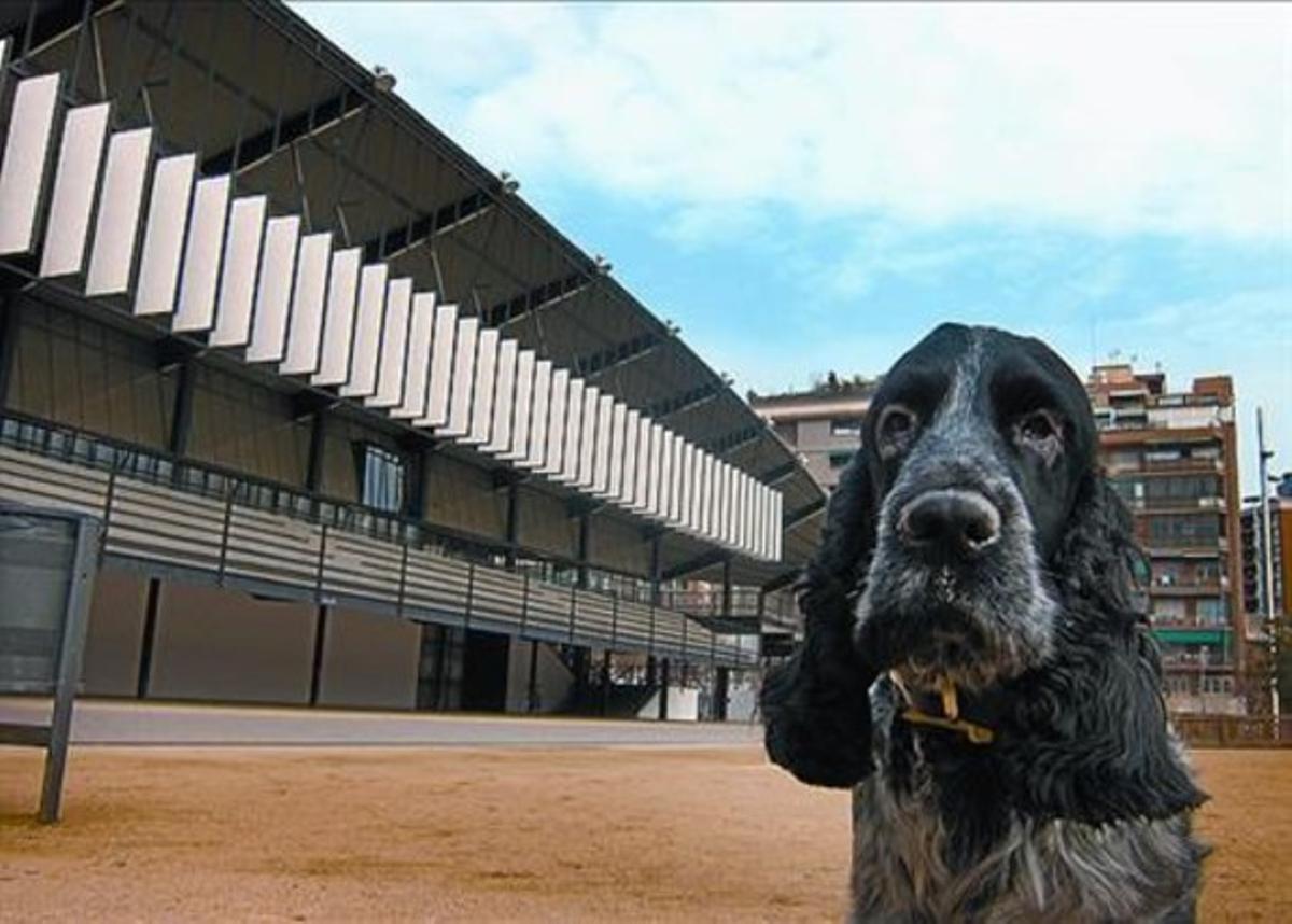 El cocker Dofí, davant l’antic canòdrom de la Meridiana, dimecres. El cocker Dofí, davant l’antic canòdrom de la Meridiana, dimecres.