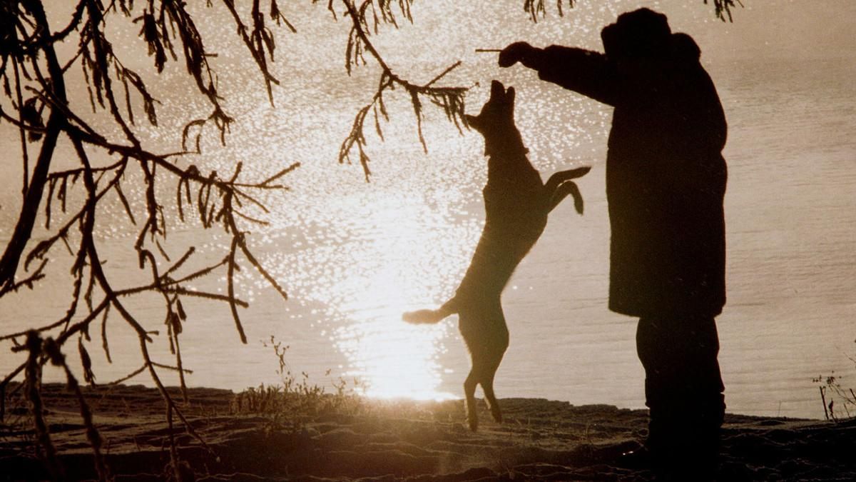 Un hombre juguetea con su perro al atardecer en un parque ruso. Un hombre juguetea con su perro al atardecer en un parque ruso.