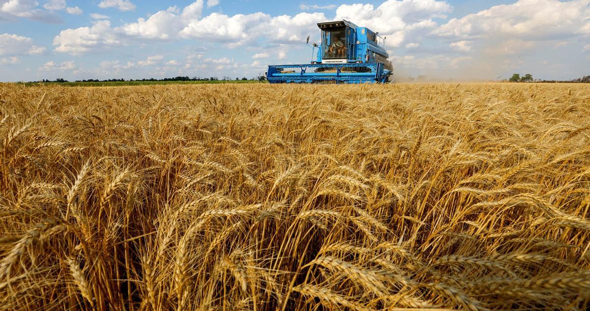 Una cosechadora durante la recogida de trigo en el este de Ucrania