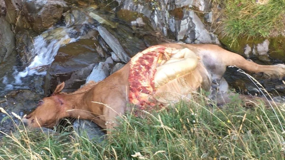 La yegua muerta tras el ataque del oso Cachou en la noche del miércoles al jueves