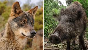 combo de lobo iberico y jabalí