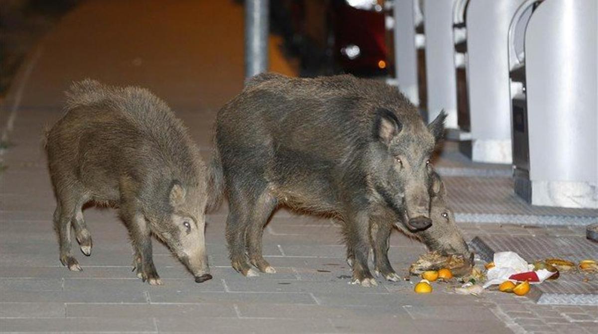 Jabalies se pasean a medianoche por el barrio de Mirasol Jabalies se pasean a medianoche por el barrio de Mirasol
