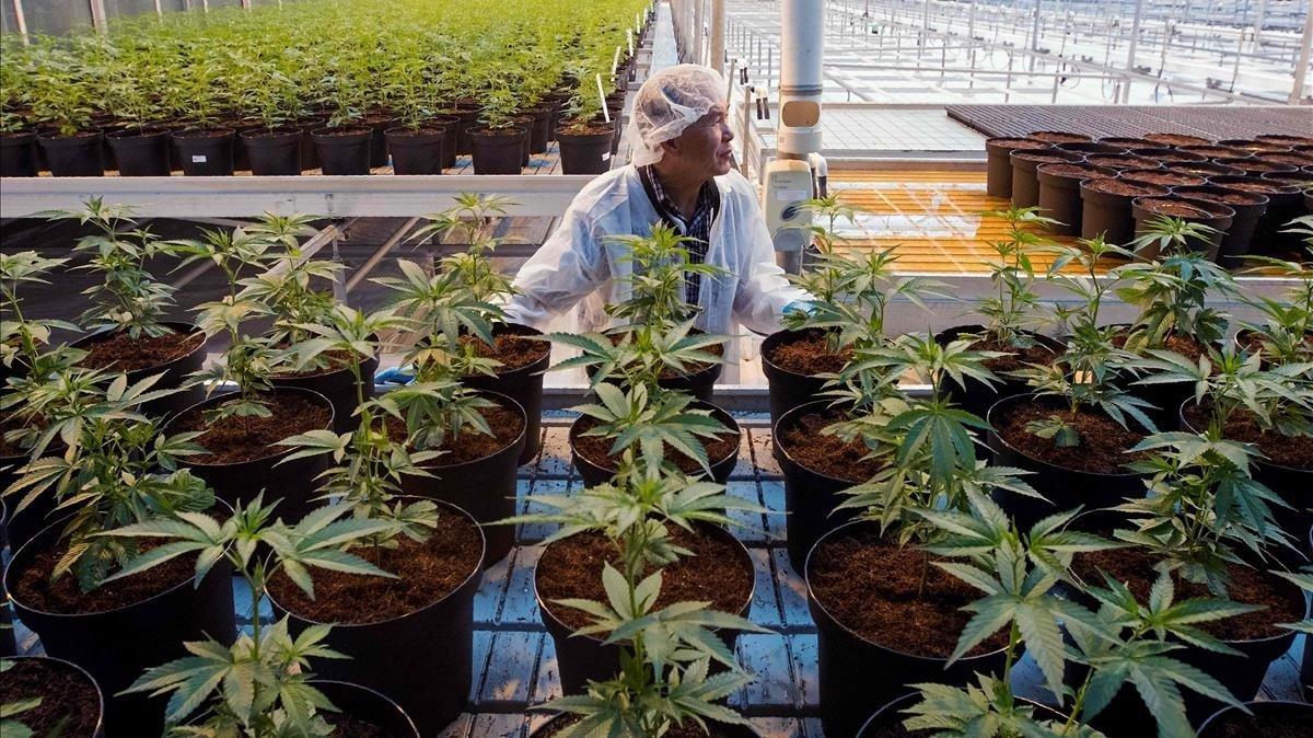 Plantación de marihuana en Lincoln, Ontario, Canadá.
