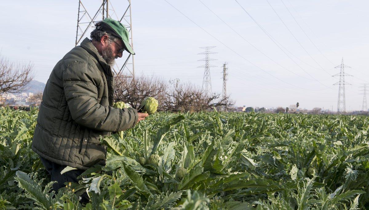 Albert Bou, agricultor en el Baix Llobregat, recoge las alcachofas plantadas en sus huertos de El Prat. Albert Bou, agricultor en el Baix Llobregat, recoge las alcachofas plantadas en sus huertos de El Prat.