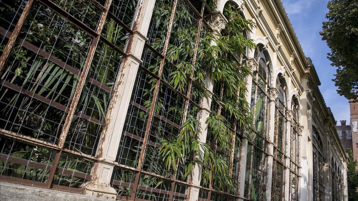 Las plantas asoman por las ventanas del Hivernacle, que vive un deterioro considerable. Las plantas asoman por las ventanas del Hivernacle, que vive un deterioro considerable.