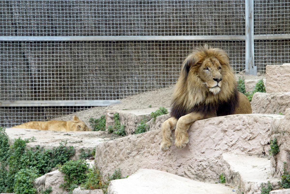 Foto recurso de leones en cautiverio