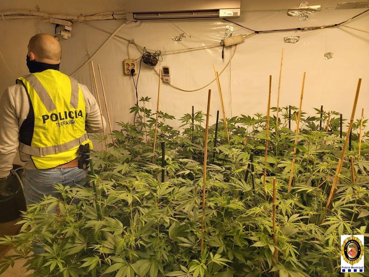 La Policia de Terrassa posa 54 denúncies i desmantella un cultiu de marihuana La Policia de Terrassa posa 54 denúncies i desmantella un cultiu de marihuana