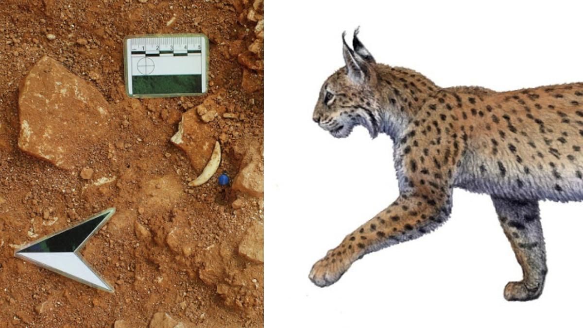 A la izquierda, un canino de Canino de Lynx pardinus hallado en el yacimiento de Quibas, Murcia. A la derecha, reconstrucción artística del lince ibérico que vivió en la Sierra de Quibas hace un millón de años. A la izquierda, un canino de Canino de Lynx pardinus hallado en el yacimiento de Quibas, Murcia. A la derecha, reconstrucción artística del lince ibérico que vivió en la Sierra de Quibas hace un millón de años.