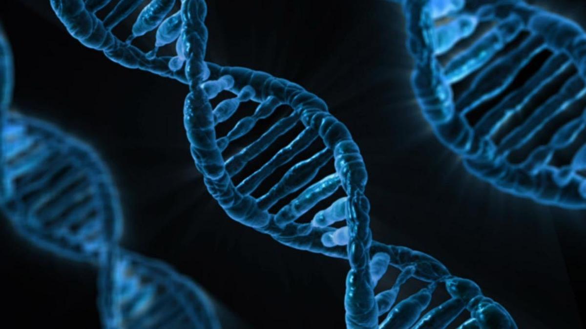 L’atles del genoma humà: publicada la seqüència completa de l’ADN de la nostra espècie