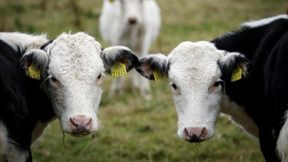 Vacas en una explotación ganadera de Forkhill, en Irlanda del Norte. Vacas en una explotación ganadera de Forkhill, en Irlanda del Norte.