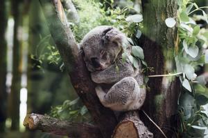 El koala se extingue: “Es hora de hacer todo lo posible para salvarlo”, claman los científicos