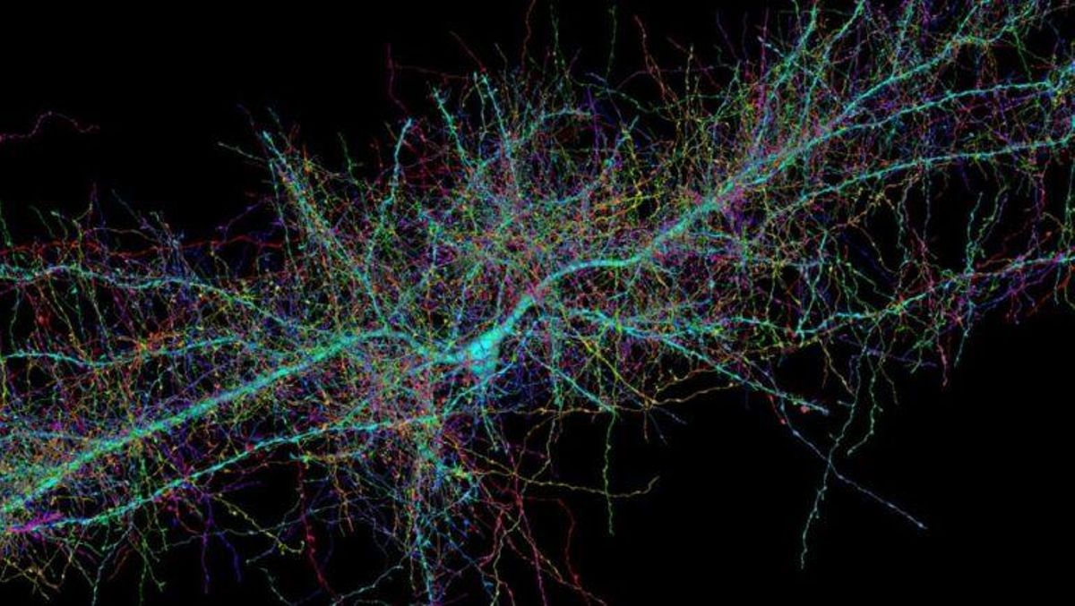 Accedemos a los misterios más profundos del cerebro humano Accedemos a los misterios más profundos del cerebro humano
