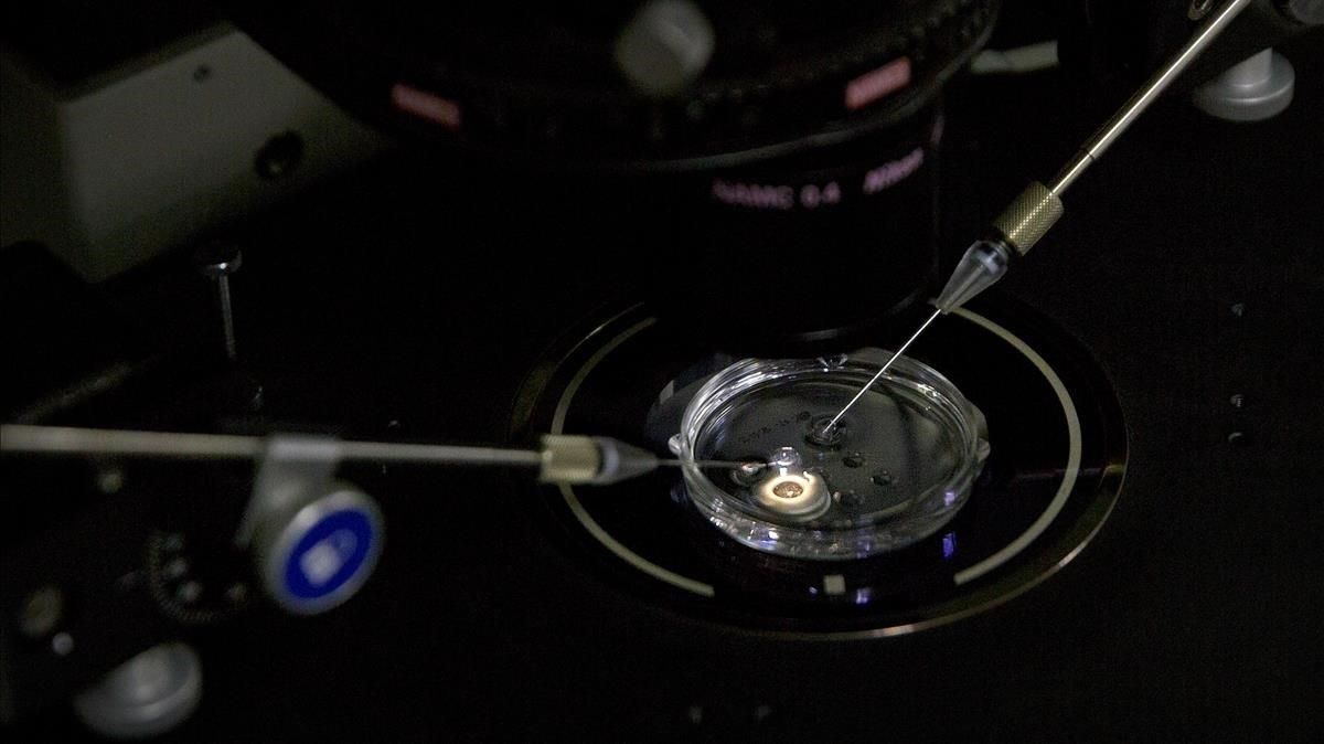 Un investigador utiliza una técnica de edición genética, en una imagen de archivo Un investigador utiliza una técnica de edición genética, en una imagen de archivo