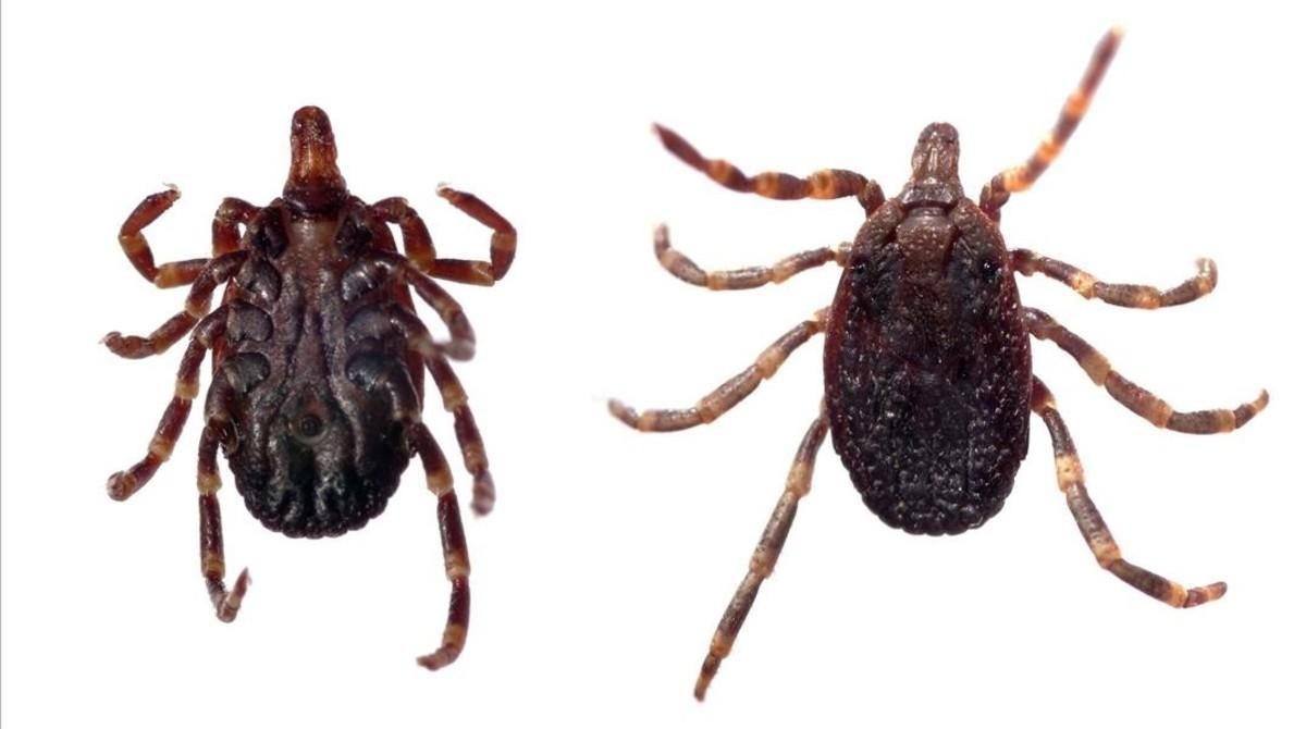 Garrapata Hyalomma, transmisora de la fiebre hemorrágica de Crimea-Congo. Garrapata Hyalomma, transmisora de la fiebre hemorrágica de Crimea-Congo.