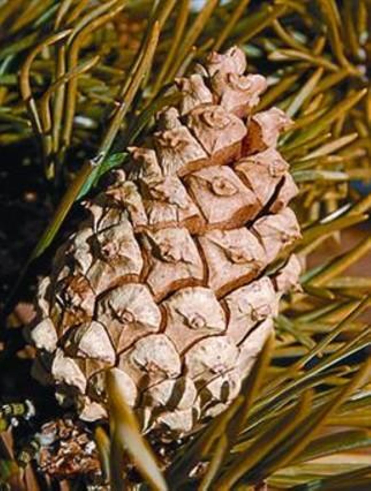 Piña de pino de negro. Piña de pino de negro.