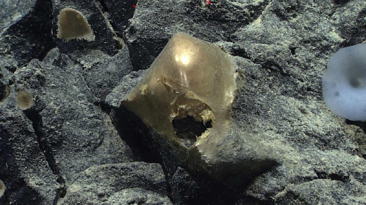¿Qué es el misterioso huevo de oro hallado en el fondo del mar?