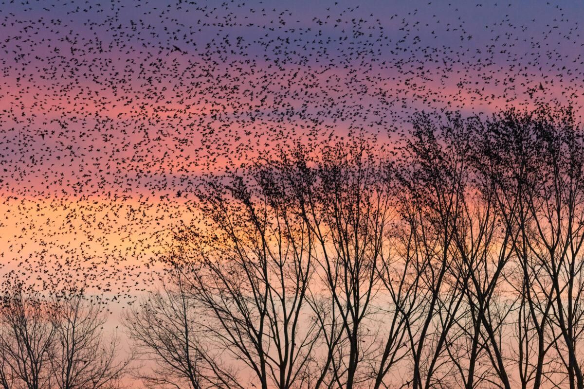 Fotografías de altos vuelos: estas son las mejores imágenes de aves del año Fotografías de altos vuelos: estas son las mejores imágenes de aves del año