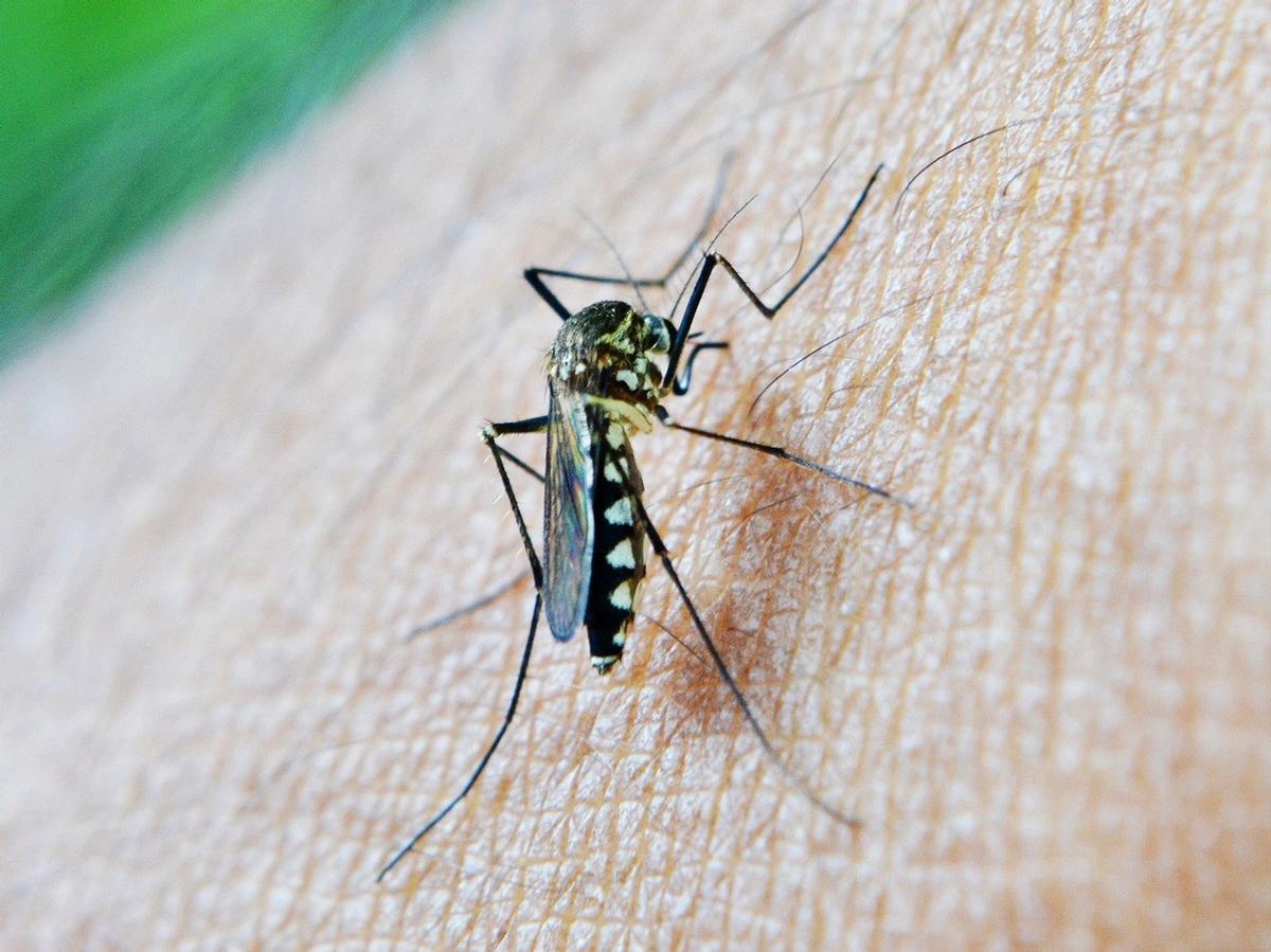 Andalucía confirma la presencia de mosquitos con el Virus del Nilo en Sevilla y Huelva
