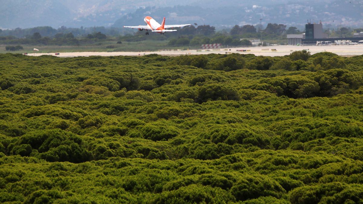 Un avión despega junto a la pineda de Can Camins Un avión despega junto a la pineda de Can Camins