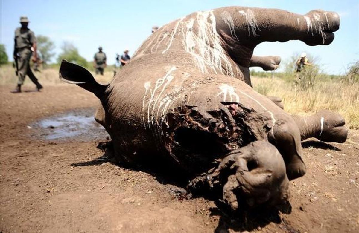 Un rinoceronte hallado muerto y mutilado en el parque nacional Kruger, en Sudáfrica. Un rinoceronte hallado muerto y mutilado en el parque nacional Kruger, en Sudáfrica.