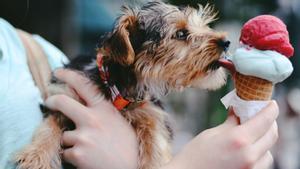 Un perro yorkshire terrier en brazos de una persona lame un helado.