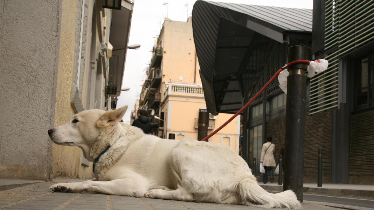 Un perro atado a las puertas de una tienda junto al mercado de la Barceloneta, en Barcelona.