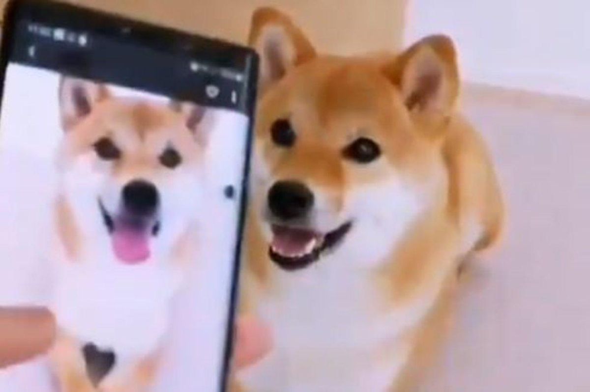 El adorable perro que imita sus propias poses en fotos y triunfa en la Red El adorable perro que imita sus propias poses en fotos y triunfa en la Red